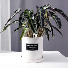 Indoor ceramic flower pot with tray