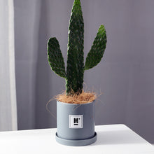 Indoor ceramic flower pot with tray