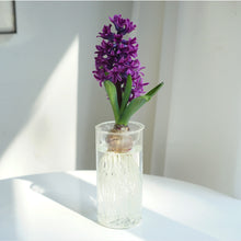 Maceta de escritorio para interiores, resistente a la sombra